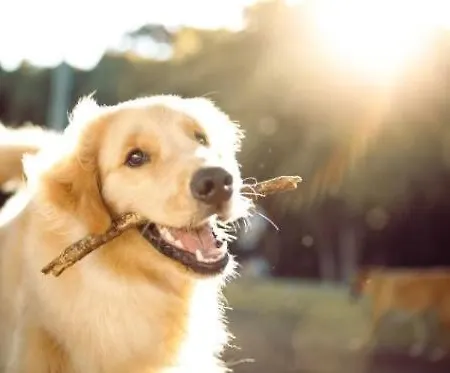 S' Ferienhuettl Wild-schloegl 度假居